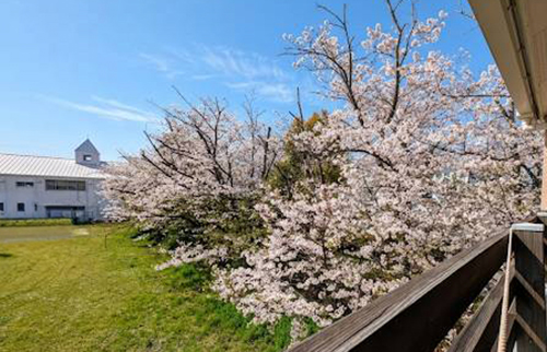 2階の窓から見える桜の絶景
